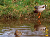 Amano Tracy: Pond life