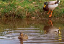 Amano Tracy: Pond life