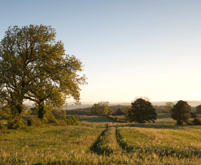 New vision to get farming transition "back on track" in Somerset