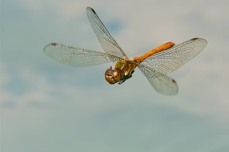 Darter Common Male flying at Ford House pond