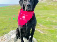 Dog blood donor appeal