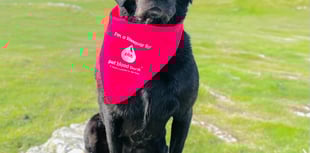 Dog blood donor appeal