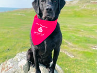 Dog blood donor appeal