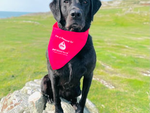 Dog blood donor appeal