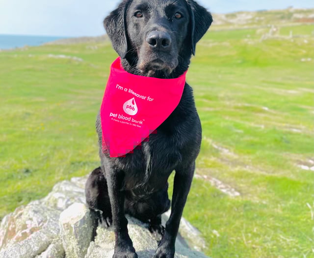 Dog blood donor appeal