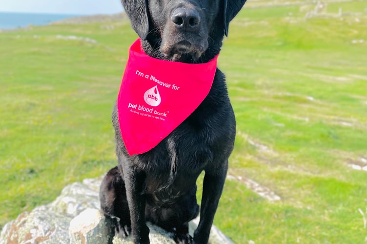 Tilly the Labrador, a Pet Blood Bank UK donor