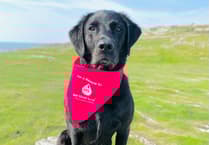 Dog blood donor appeal for Wellington