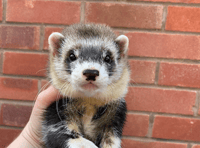 Butcher to host 17th annual ferret show