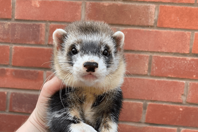 Butcher to host 17th annual ferret show