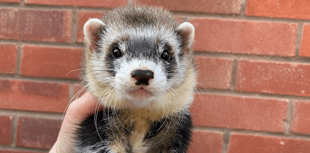 Butcher to host 17th annual ferret show