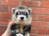 Butcher to host 17th annual ferret show