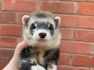 Butcher to host 17th annual ferret show