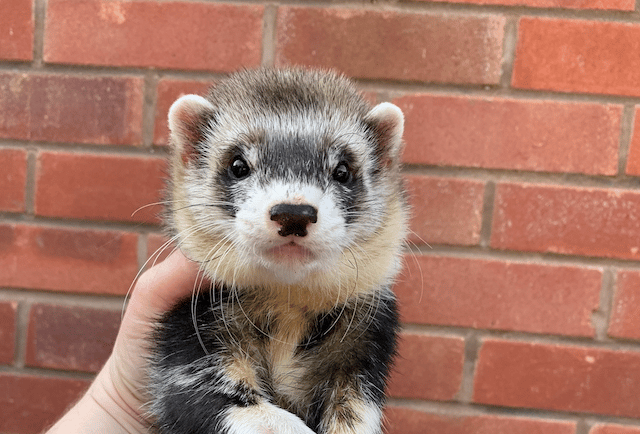 Butcher to host 17th annual ferret show