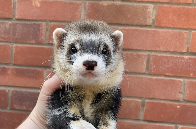One of Chris's 40 ferrets - Chris Potter will be hosting his 17th annual ferret show on July 20