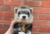 Butcher to host 17th annual ferret show