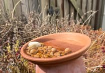 Sustainable Living: Insect survival threatened by climate change