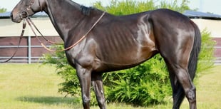 A new face joins Dave Pipe Racing Club