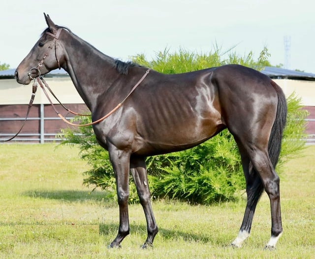 A new face joins Dave Pipe Racing Club