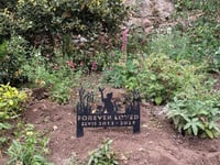 Memorial erected for “much-loved” town cat