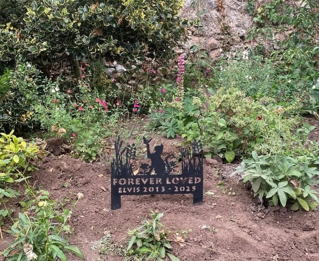Memorial erected for “much-loved” town cat
