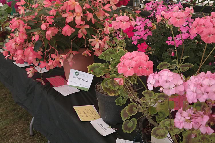 Flowers at the Wivey Show 2024