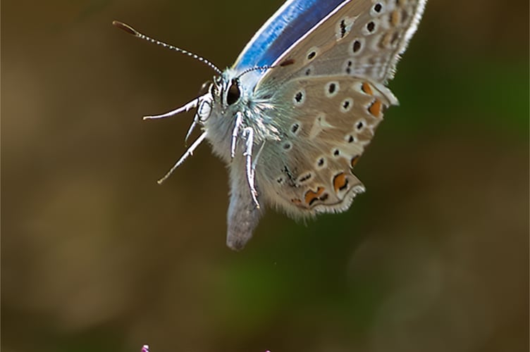 2025 is proving to be a better year for butterflies; this Common Blue butterfly was spotted near Wellington over Marjoram, a plant it favours.