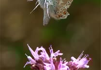 Letters to the Editor: Supermarkets, Luson, and local infrastructure