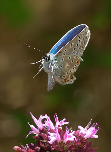 2025 is proving to be a better year for butterflies; this Common Blue butterfly was spotted near Wellington over Marjoram, a plant it favours.