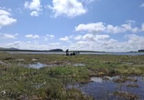 Much-criticised South West Water sees biodiversity initiative shortlisted for award