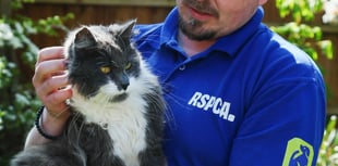 Figures reveal 263 reports of animal beatings during summer 