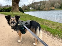 Dog still missing after fortnight of searching