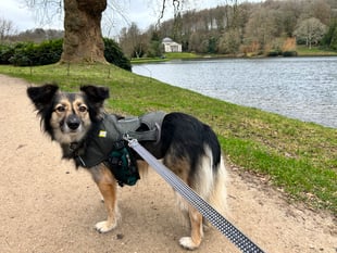 Dog still missing after fortnight of searching