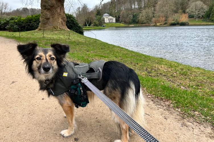 Luna has been missing for almost a fortnight. Her owners say they are "devastated"