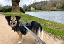 Dog still missing after fortnight of searching