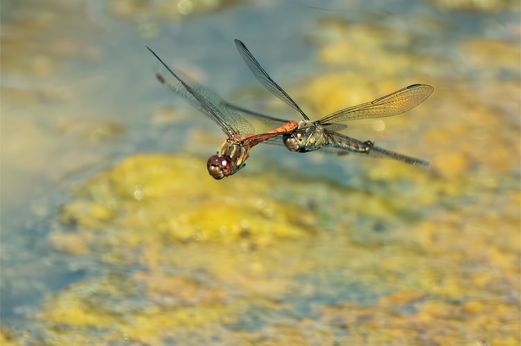 A couple of Common Darters mating in flight over a pond near Wellington