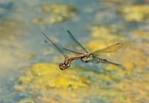 WWN Letters - August 29