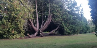 Tree trail is a 'walk in the park'