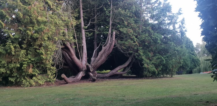 Known as 'the big tree', this western red cedar in Wellington Park could live for a thousand years.