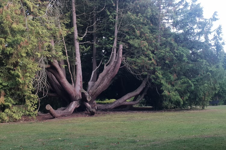 Known as 'the big tree', this western red cedar in Wellington Park could live for a thousand years.