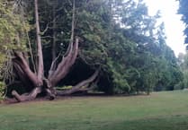 Town council walking trail tells the story of Wellington Park's trees