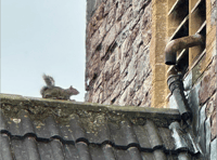 Squirrels bring village time to a stop