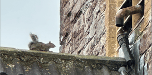 Squirrels bring village time to a stop