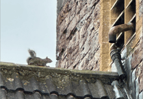 Time stands still for Ashbrittle villagers as squirrels nest under church clock
