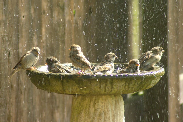 The latest wet weather hasn't affected the sparrows in our garden