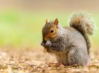 Squirrel nest removal was misunderstanding