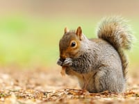 Squirrel nest removal was misunderstanding