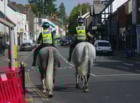 Police's newest equine recruit goes on patrol in Wellington 