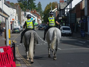 Police's newest equine recruit goes on patrol in Wellington 