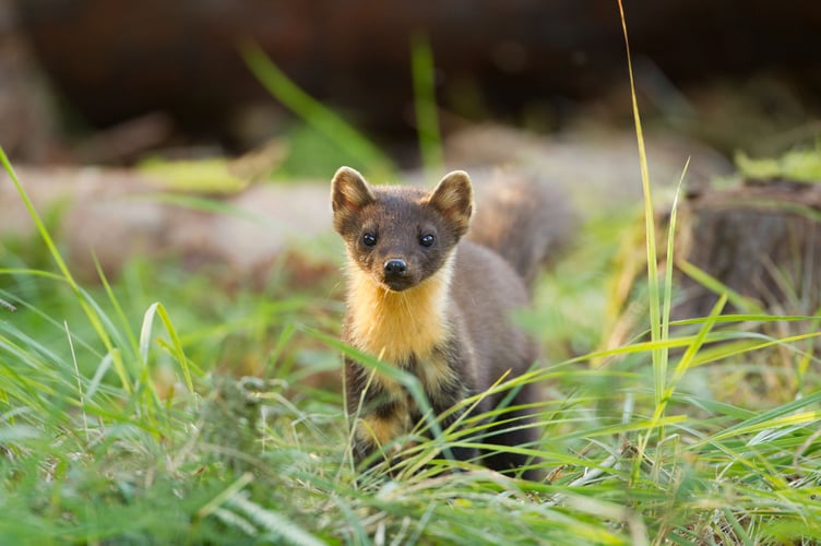 Pine martens have been secretly reintroduced to Exmoor after 150 years. 