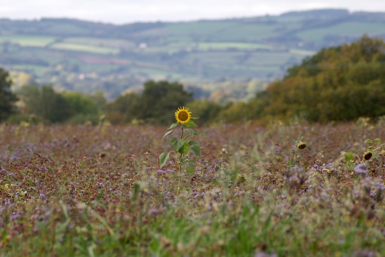 In a field full of sunflowers and wild flowers in Wellington I smiled at this sunflower looking up while all those around it had there heads bowed. (Picture: Dave Hellyer)